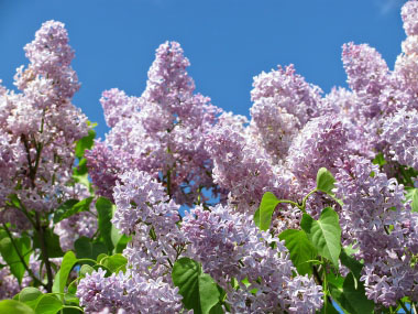 lilacs in bloom