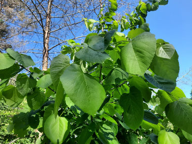 basswood leaves