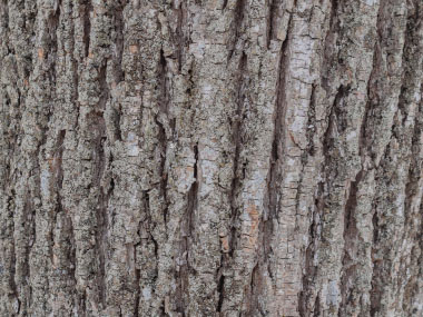 linden bark