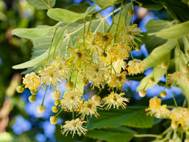 linden flowers