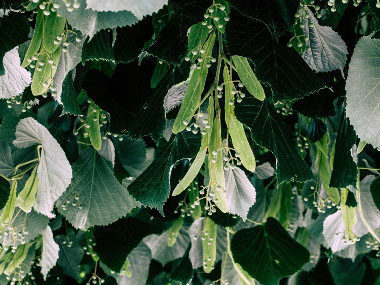linden fruit