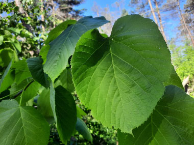 linden leaf