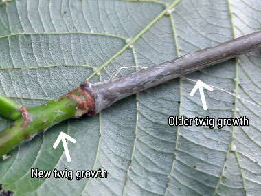 linden twig