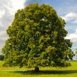 Linden