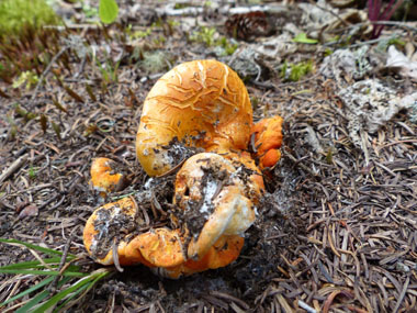 lobsger mushroom young