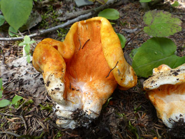 lobster mushroom picture