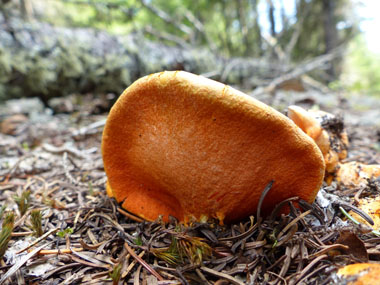 lobster mushroom side view