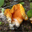 Lobster Mushroom