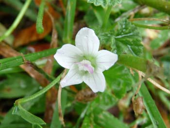 mallow flower