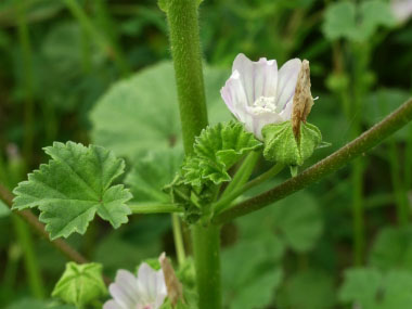 mallow fruit