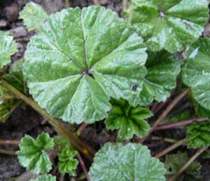 mallow leaves