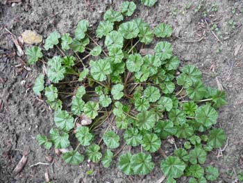 mallow plant