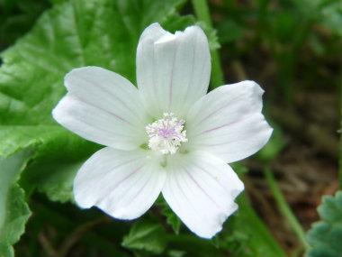 mallow_flower