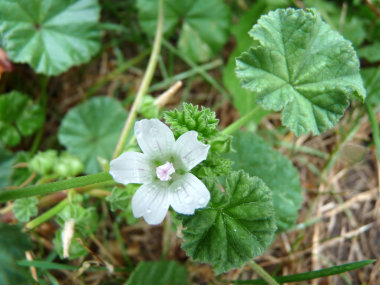 mallow_flower_leaf