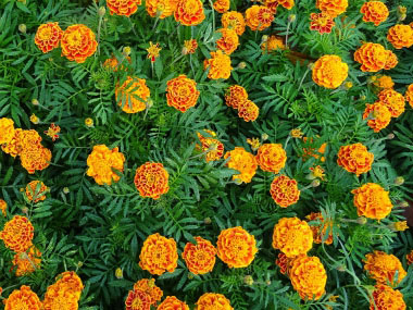 Tagetes erecta