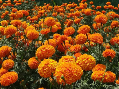 orange marigold flowers