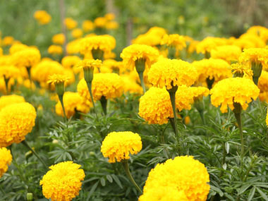 yellow marigold flowers