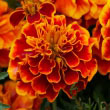 Marigold