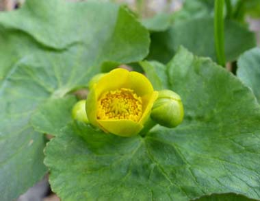 marsh marigold blooming