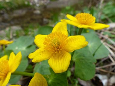 marsh marigold flower