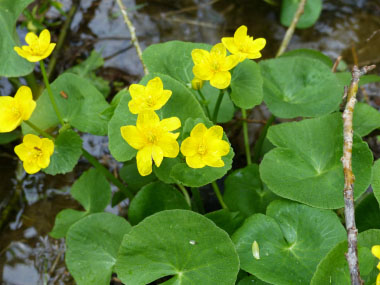 marsh marigold flowers 2