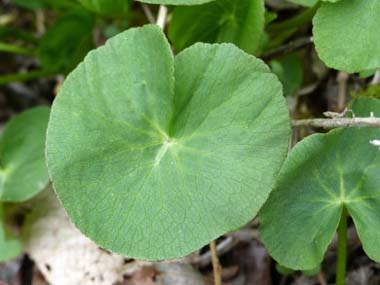 marsh marigold leaf