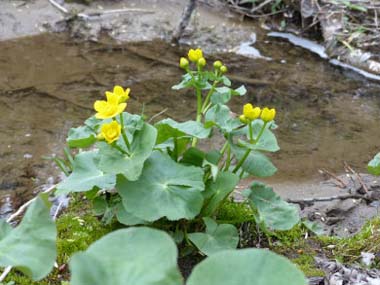 marsh marigold plant