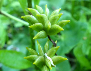 marsh marigold seed