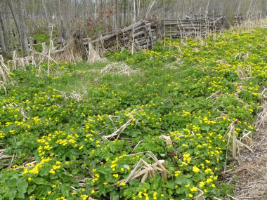 marsh marigold springtime