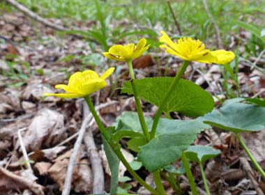 marsh marigold upper stem