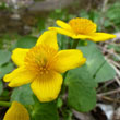 Marsh Marigold