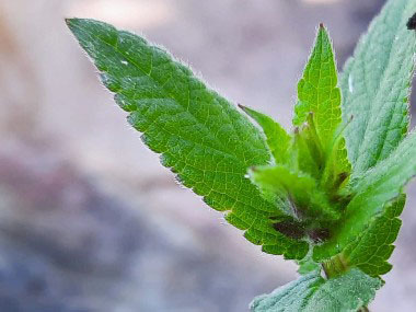 marsh hedge nettle leaf