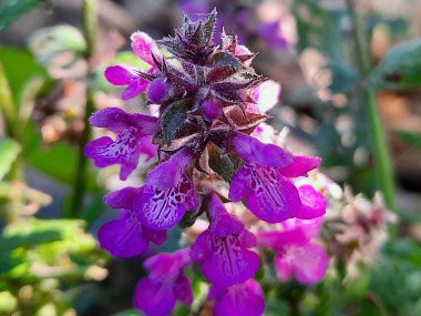 marsh woundwort flowers