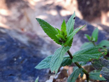 marsh woundwort leaves