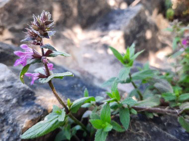 stachys palustris