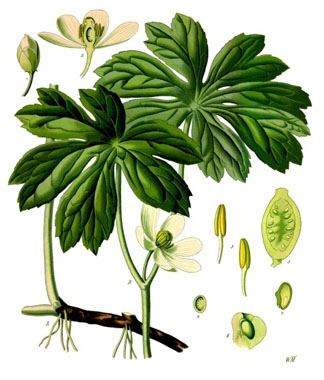 Podophyllum_peltatum