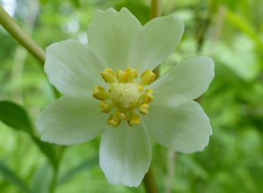 mayapple flower closeup