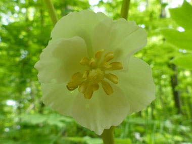 mayapple flower