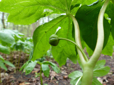 mayapple fruit leaves