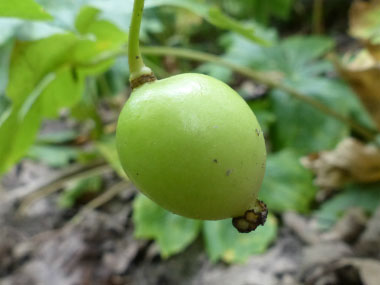 mayapple fruit