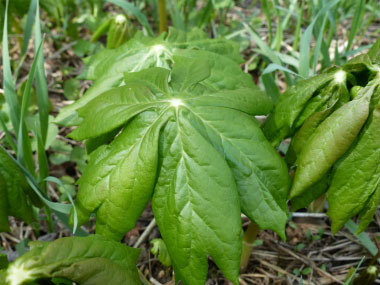 mayapple leaf