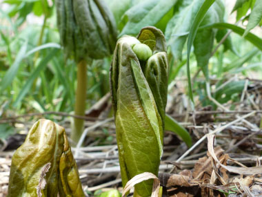 mayapple leaves unfurled