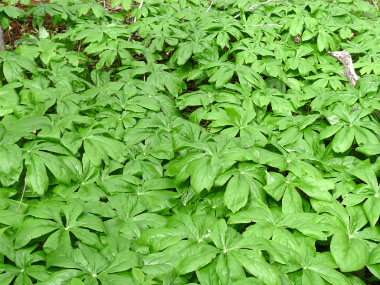 mayapples