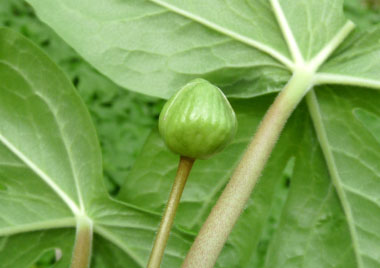 unripe mayapple fruit