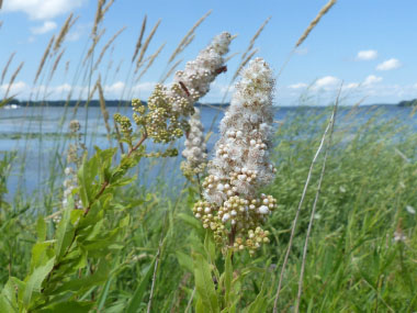 meadowsweet flower