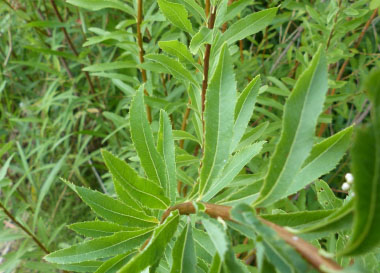 meadowsweet leaves