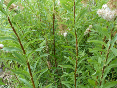 meadowsweet plant