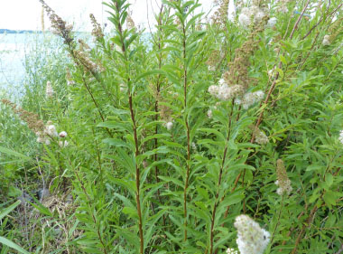 meadowsweet stem