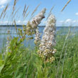 Meadowsweet