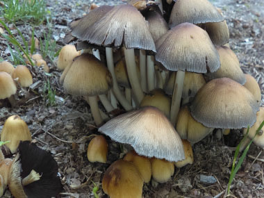 Coprinus micaceus